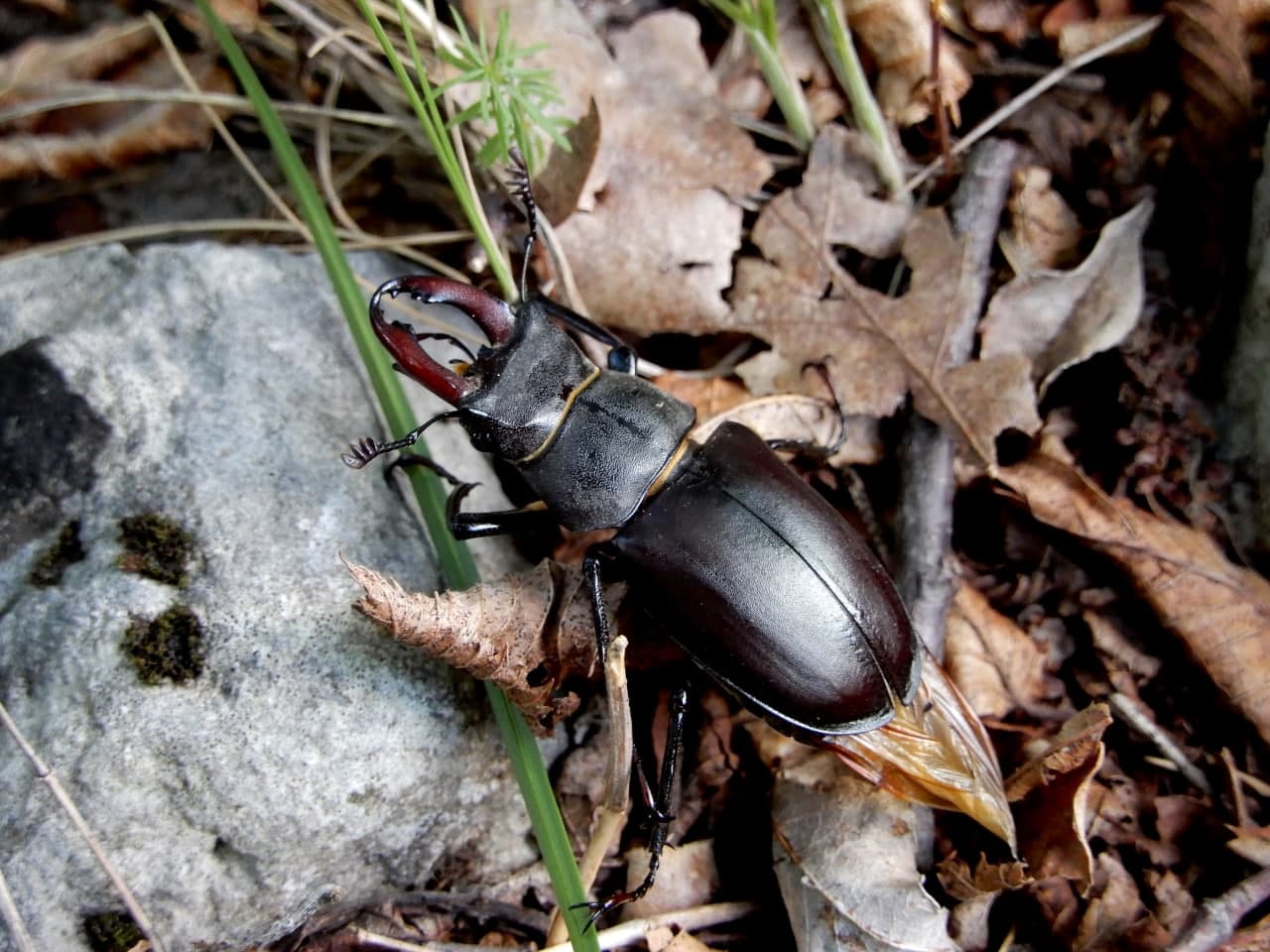 Si tratta di Lucanus tetraodon?  No, Lucanus cervus, maschio